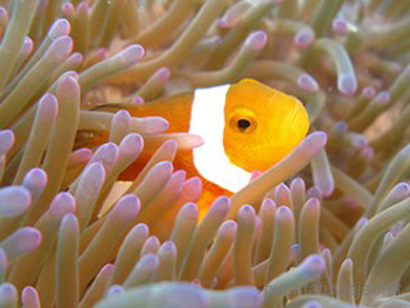 Islas Similan, Tailandia